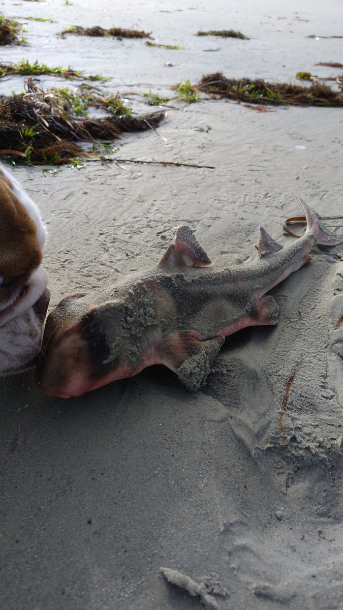 johnjgirvan's tweet photo. Interesting sealife washed up on the beach this morning at Glenelg....
#Glenelg #southaustralia 
#shark #seastar #starfish https://t.co/zxaE5X2Rv6
