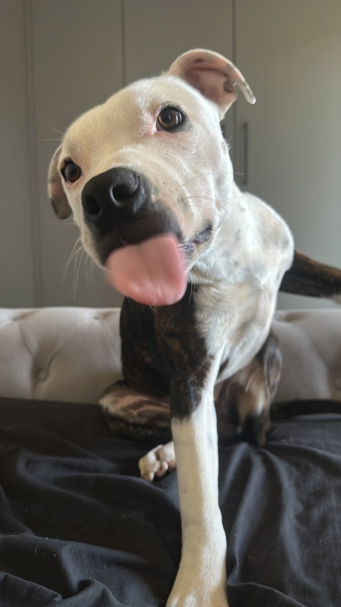 Goku’s Fight for Life: R20,000 Raised in Record Time to Save Puppy with Parvo.

Thanks to the incredible kindness of 10 donors, Goku’s emergency vet fund has reached 100% of its R20,000 goal! Diagnosed with the deadly Parvo virus, this brave pup is still fighting — and now has a