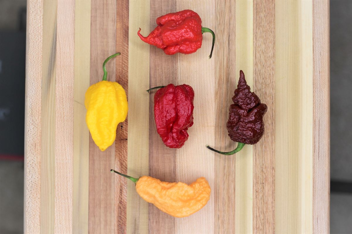 🌶️ Super Hot Chilli Mashes
From Scorpion to Naga to Carolina Reaper – Frucom’s super hot mashes bring bold flavour &amp; batch consistency to spicy sauces &amp; meals.
✔️ Pre-pureed
✔️ Consistent heat
✔️ Long frozen shelf life
📩 Contact us for specs. Full range: loom.ly/RydFSXI