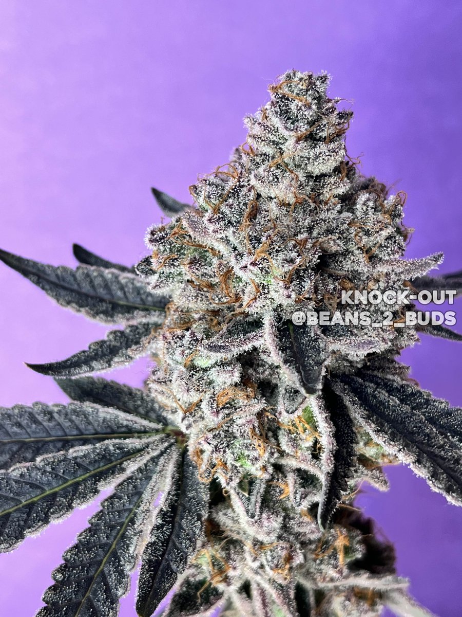 Knock-Out 🔥
Grown/Photo by @beans_2_buds (IG)
Bred by #SquareOneGenetics

#cannabis #cannabiscultivation #nugshot