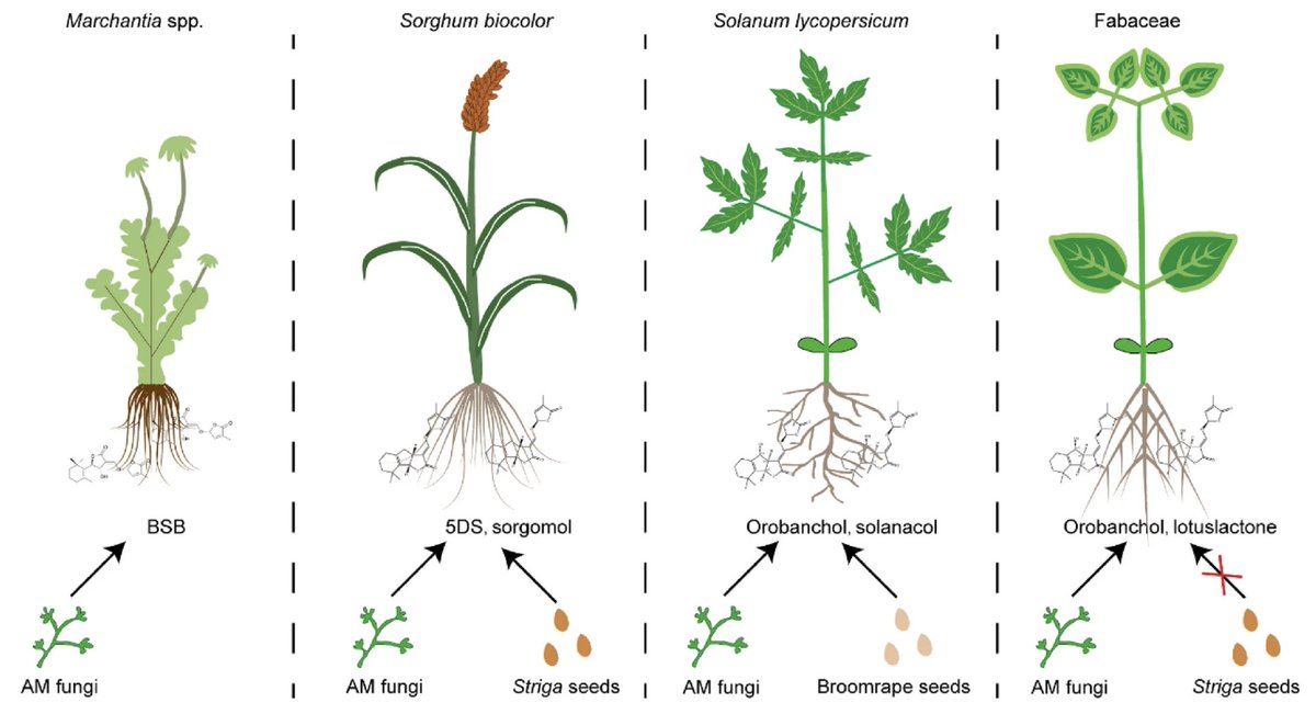 🌱 New commentary reveals: CRISPR editing targeting strigolactone transporters (e.g., SbSLT1/SIABCG45) enables precise regulation of rhizosphere signaling!
#Symbiosis #CRISPR #Agriculture
link.springer.com/article/10.100…