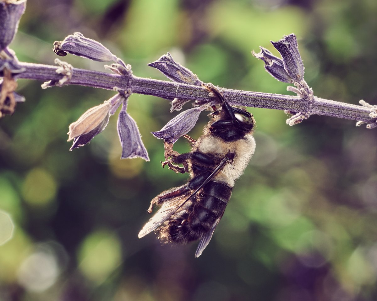 lowbassphotog's tweet photo. Gotta maintain that upper body strength #easterncarpenterbee #photography #wildlifephotography #animalphotography #bees #bee #pollinator #insect #insects #macro #macrophotography #closeupphotography #beephotography #nativepollinator #apppicoftheweek #canonfavpic #captureone https://t.co/1StNuAzRdf