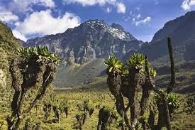 Hidden in western Uganda, the Rwenzori Mountains are one of Africa’s best kept secrets, home to glacial peaks, ancient afro-alpine forests, and trails that challenge even seasoned trekkers.

Reach Margherita Peak (5,109m), Africa’s 3rd highest point.

Trek through surreal