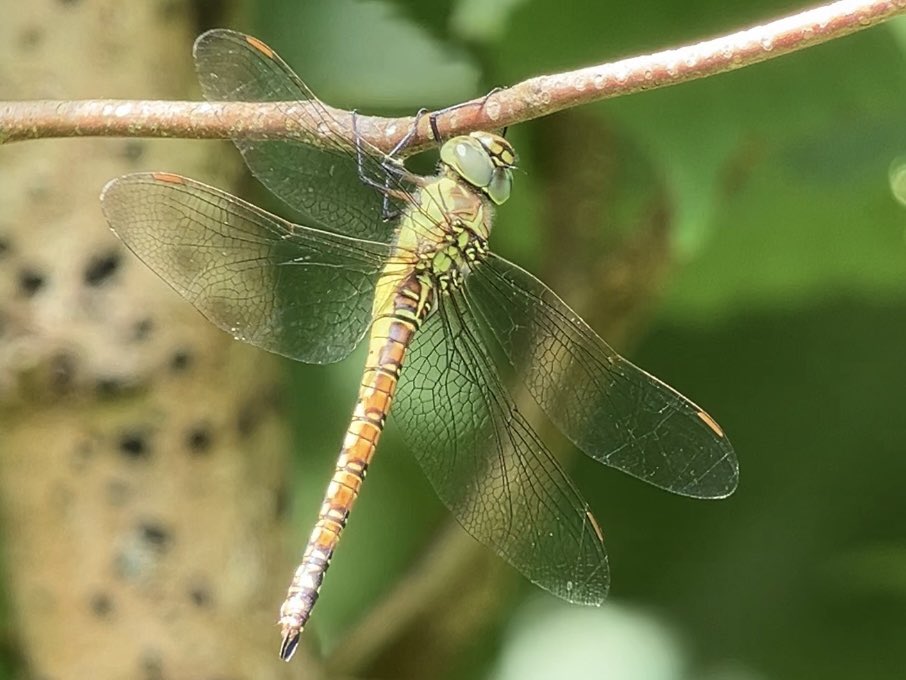DavidWalsh22's tweet image. This Southern Migrant Hawker was a bonus for the @naturetrektours group at @RSPBMinsmere on Monday. Just my second ever on the reserve, and to my knowledge the first in Suffolk this year. @BDSdragonflies