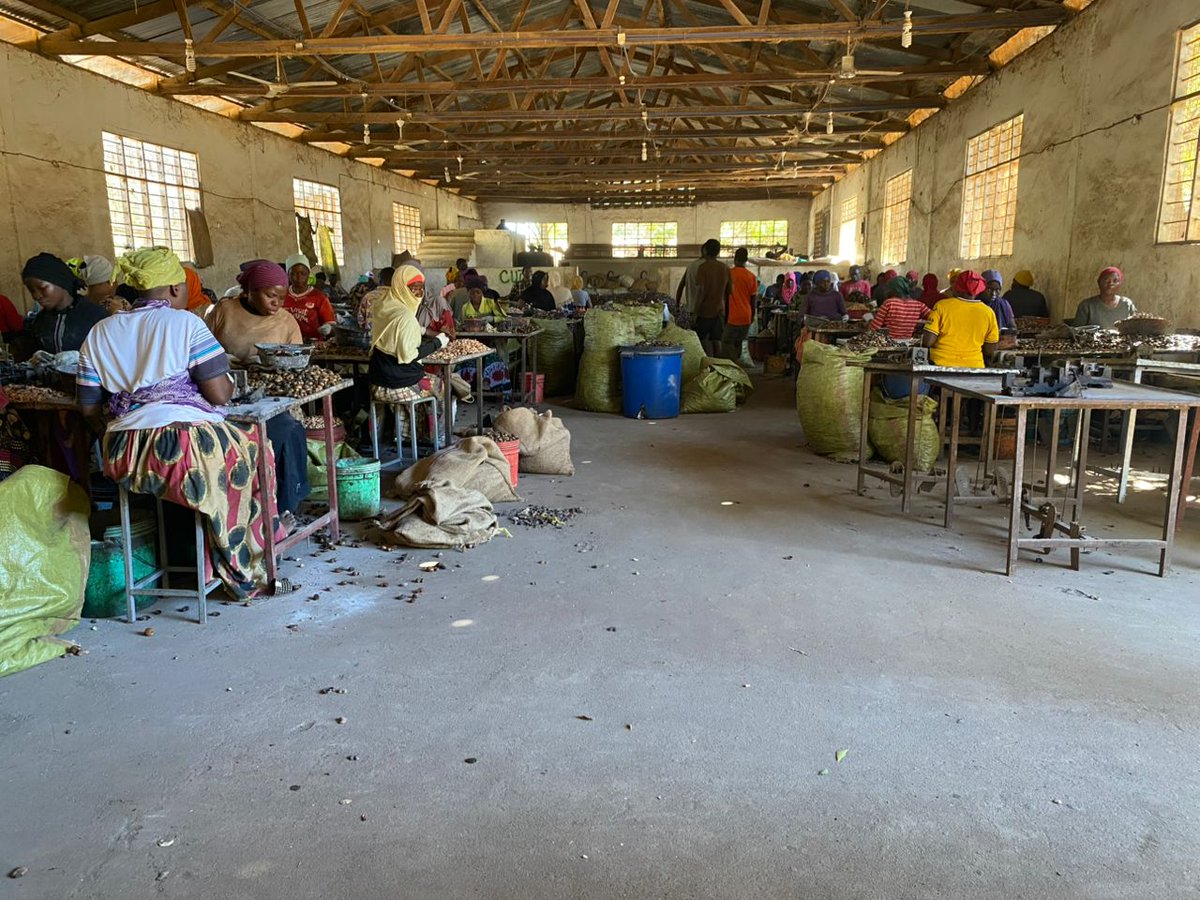 rahamiagri100's tweet photo. Rahami Impact = Results you can see 🌱
 ✔️ 5,000+ farmers trained
 ✔️ 300+ jobs created
 ✔️ 60% women workforce
 ✔️ 100% traceable cashew exports
This is what transformation looks like.
#TransformationThursday #FarmersFirst #AgriImpact #TanzaniaToTheWorld https://t.co/kvwMUpuV22