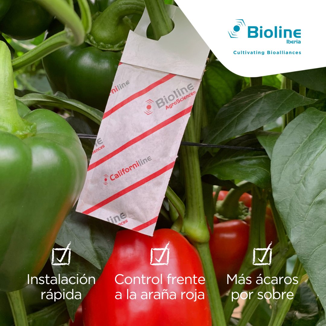 ¿Por qué elegir Californiline®?
✔️ Se adapta perfectamente a las condiciones climáticas del cultivo
✔️ Actúa rápido instalándose en la finca de manera preventiva
✔️ Primera barrera frente araña roja

Protege tu pimiento de forma natural y consigue cosechas más sanas y productivas
