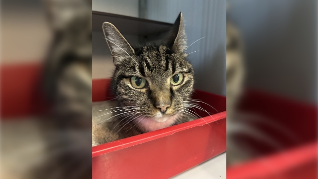 Dierentehuis zet in de spotlight: Muffie (15) -  streekbladzoetermeer.nl/l/161958