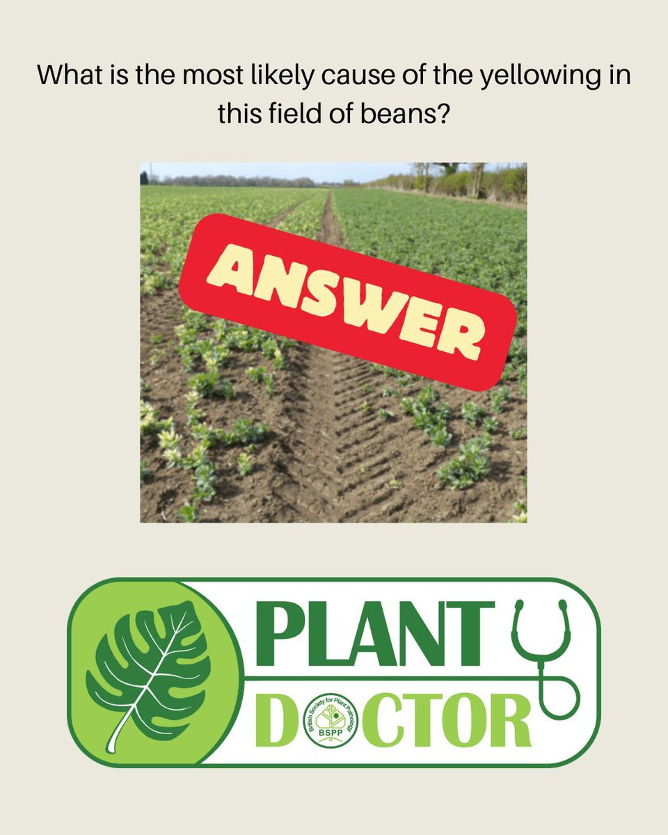 BS_PP's tweet image. #PlantDoctorQuiz
The correct answer is: Herbicide damage
The bleaching of the upper leaves is a classic sign of herbicide impact. Notice the sharp line between damaged and healthy plants.
Thanks for playing! More plant puzzles coming soon 🌾👨🌾