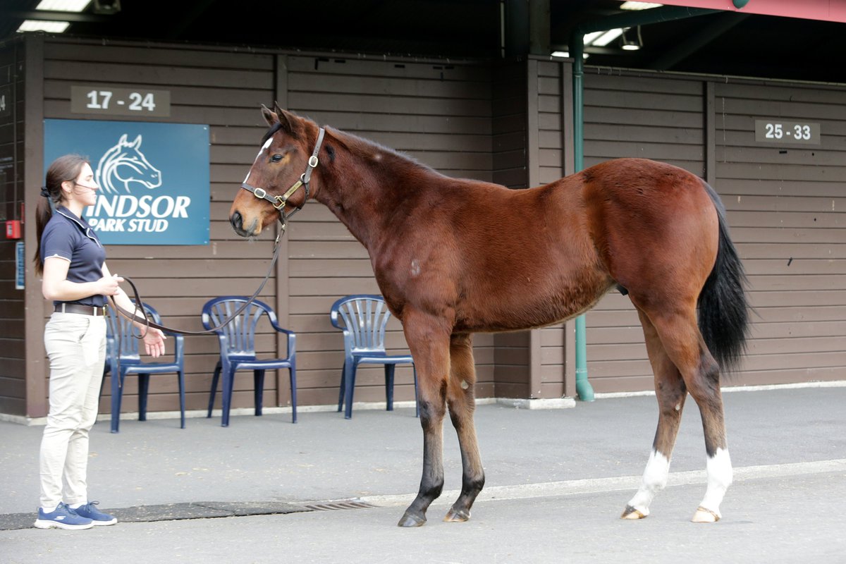 NZ Racing News (@nzracingnews) on Twitter photo NEWS: The first crop of <a href="/WindsorParkStud/">Windsor Park Stud</a> stallion Profondo made a strong debut in the sale ring on Thursday, attracting solid interest and positive returns at the NZB National Weanling Sale at Karaka.
racingnews.co.nz/profondo-makes… NEWS: The first crop of <a href="/WindsorParkStud/">Windsor Park Stud</a> stallion Profondo made a strong debut in the sale ring on Thursday, attracting solid interest and positive returns at the NZB National Weanling Sale at Karaka.
racingnews.co.nz/profondo-makes…