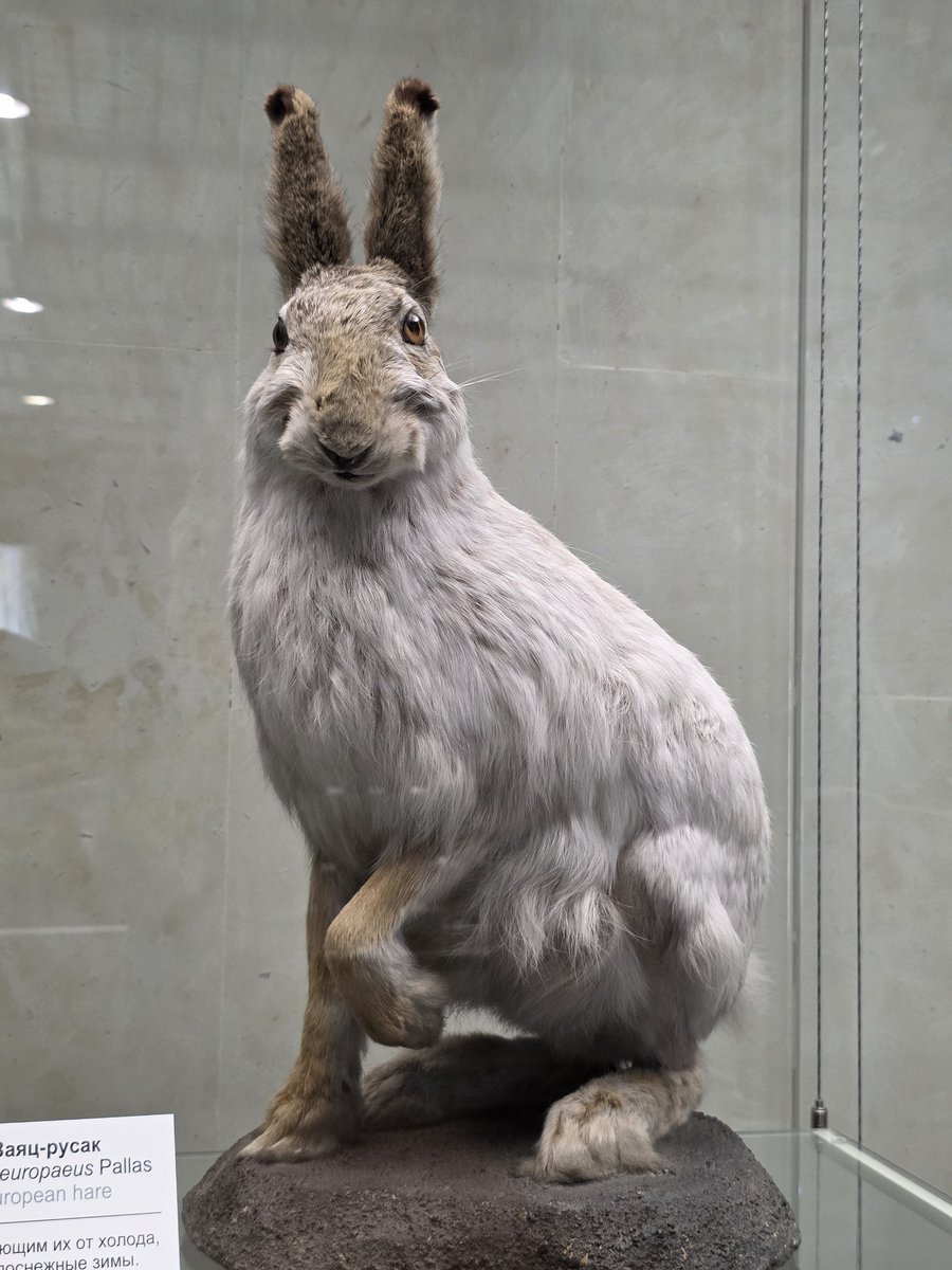 AKantemirov's tweet image. Here are 4 speciments from the over 400000 owned by the Darwin Museum, some around 300 years old and quite a few are extinct. Was going in not knowing what to expect, but came out overwhelmed on many levels. Quite a few animals I have never seen before.