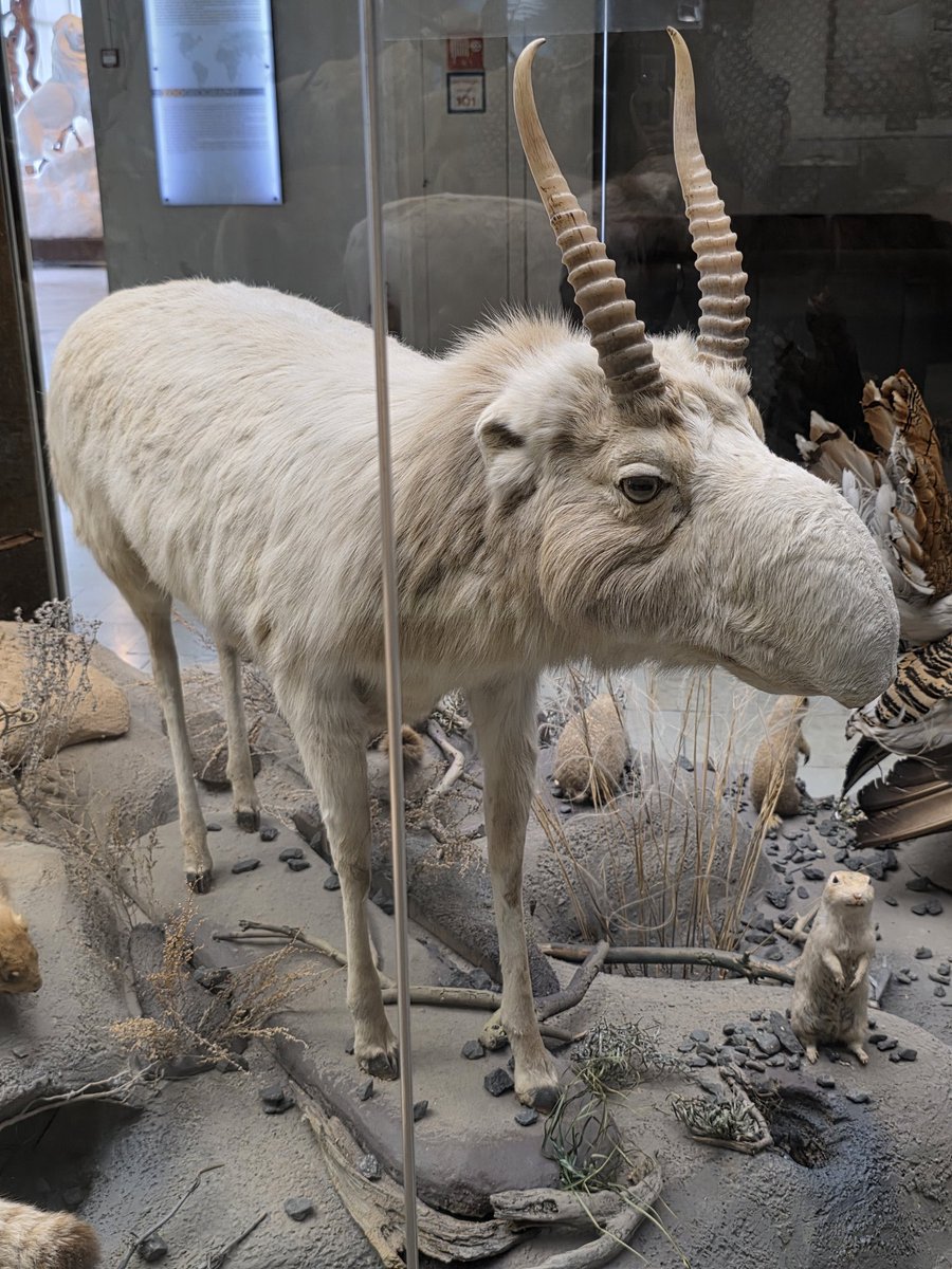 AKantemirov's tweet image. Here are 4 speciments from the over 400000 owned by the Darwin Museum, some around 300 years old and quite a few are extinct. Was going in not knowing what to expect, but came out overwhelmed on many levels. Quite a few animals I have never seen before.