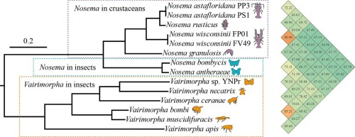 Dr Jamie Bojko 🐌🦀🦞🦐🦭🏳️🌈 (@jamiebojko) on Twitter photo #Parasite #taxonomy needs genomic data 🧬 We contribute this perspective to a long standing debate on🐝🦋and🦞microsporidia <a href="/JInvertPathol/">The Journal of Invertebrate Pathology (JIP)</a>
Nosema or Vairimorpha: Genomic/proteomic support to a complex socio-economic issue rooted in taxonomic change
tinyurl.com/3esbjf2z #Parasite #taxonomy needs genomic data 🧬 We contribute this perspective to a long standing debate on🐝🦋and🦞microsporidia <a href="/JInvertPathol/">The Journal of Invertebrate Pathology (JIP)</a>
Nosema or Vairimorpha: Genomic/proteomic support to a complex socio-economic issue rooted in taxonomic change
tinyurl.com/3esbjf2z