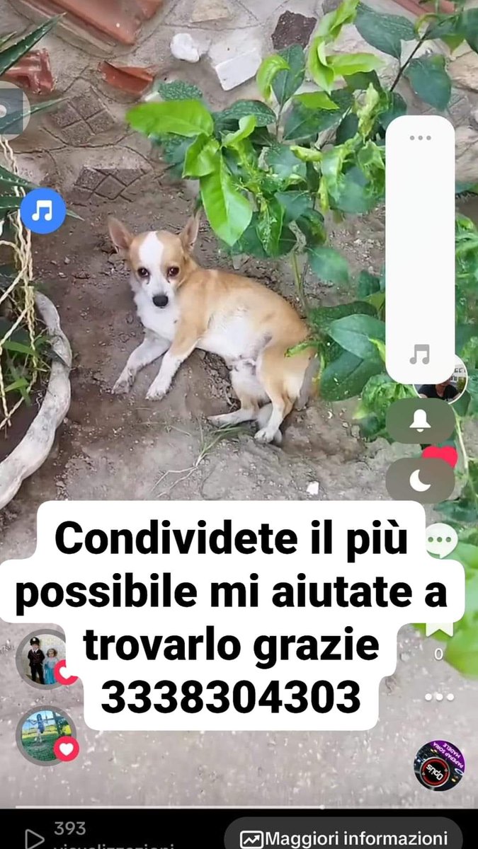 Si chiama Ronny e scomparso da Frattaminore il 12 06 2024 se qualcuno lo trova mi contatti e di un ragazzino si sente solo 3338304303
