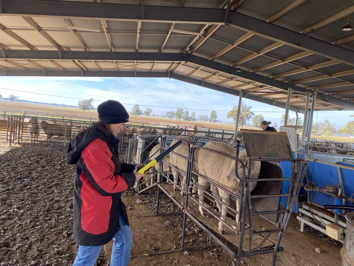 Amber Smith back at Trigger Vale poll Merinos again independently assessing the ewe hoggets for all things feet and structure. Very happy with how they measured up.