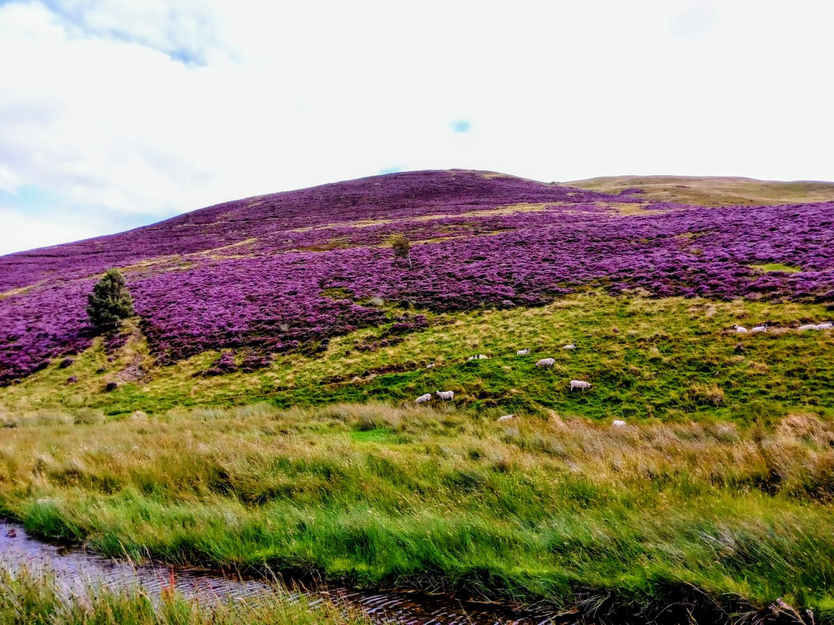 After the storm
the world was calm
rivers sighed
under the warm kiss
of a summer sky

on still heathered hills
scattered with dozing sheep
the wild wind ceased
in blew a carefree breeze

brutal savagery
to heavenly harmony
all on a day in June
#vagary of Scottish weather

#vss365
