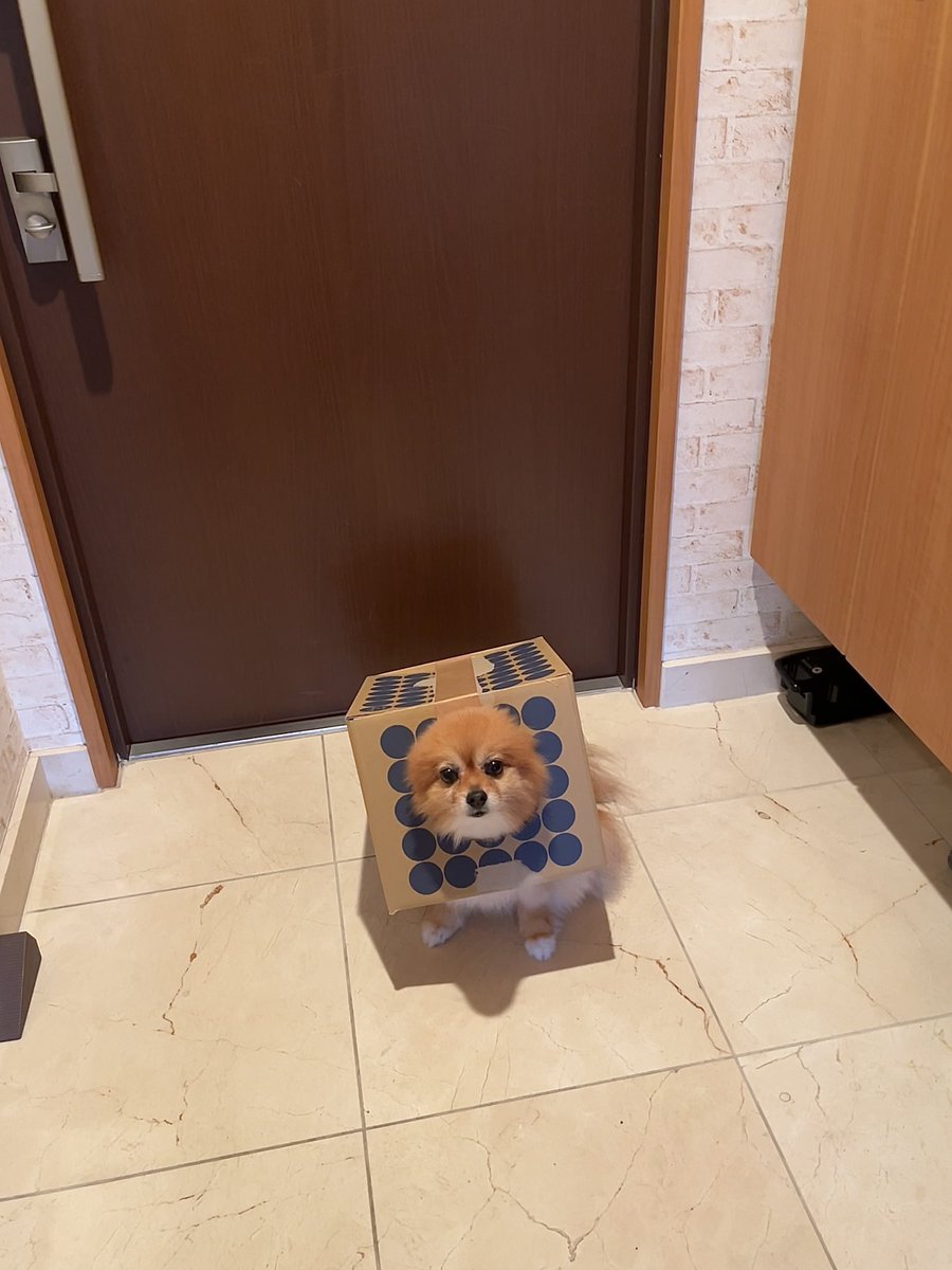 お散歩行きたいなら
ダンボール📦脱ぎなさいっっ！！😩

 本日の #ダンボール犬
 #ポメラニアン #ニコリ