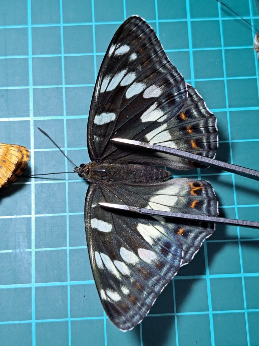 オオイチモンジ！
初採取する事が出来ました😭

ありがとう… ありがとう…！！