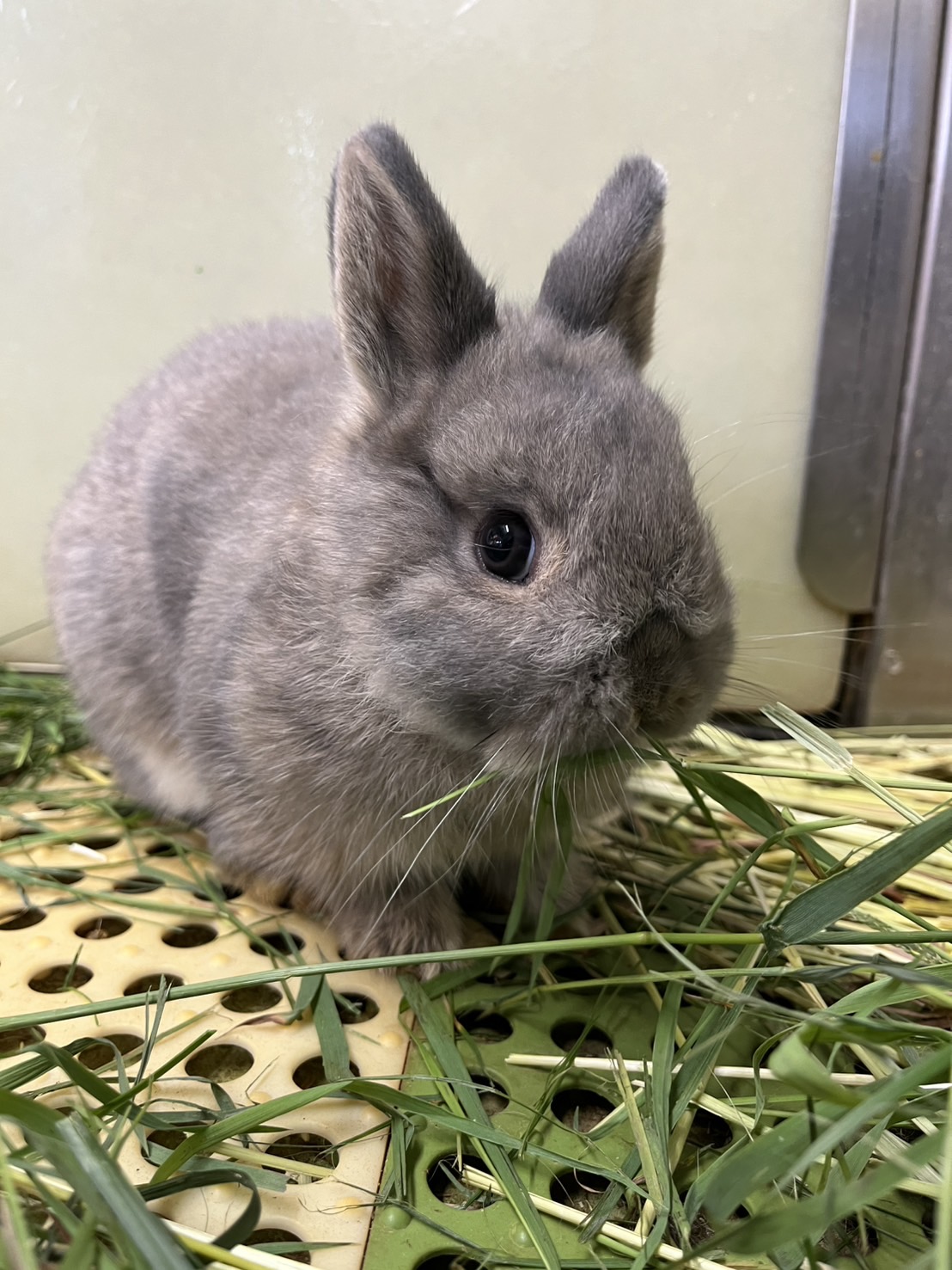 八木山動物公園フジサキの杜【公式】 on X: 