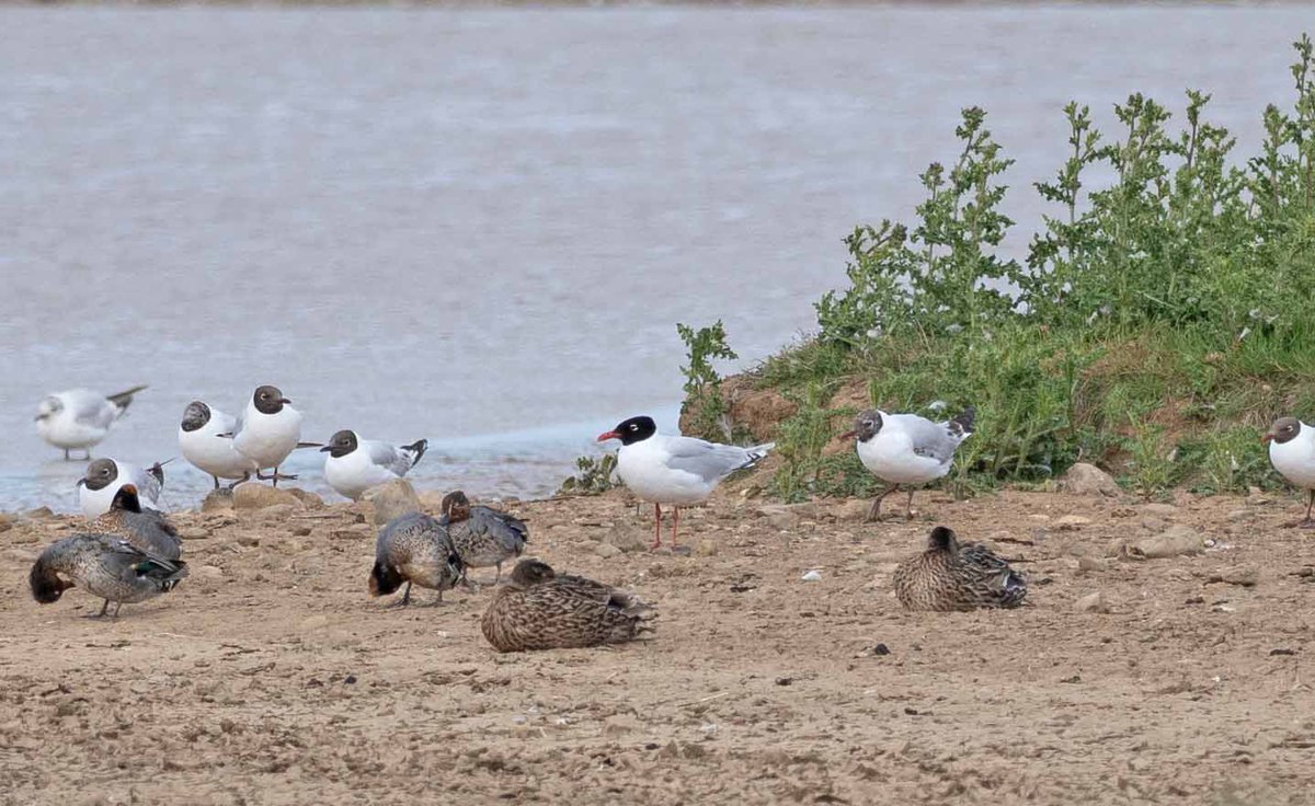 John Hewitt (@wathingsmecca) on Twitter photo Plenty of Med Gulls visiting Kilnsea Wetlands this morning, also 3 Caspian (2 x 2cy, 1 x 3cy), 15 Little Gulls, eclipse drake Garganey, Curlew Sand <a href="/spurnbirdobs/">Spurn Bird Observatory</a> <a href="/RareBirdAlertUK/">RareBirdAlertUK</a> <a href="/BirdGuides/">BirdGuides</a> Plenty of Med Gulls visiting Kilnsea Wetlands this morning, also 3 Caspian (2 x 2cy, 1 x 3cy), 15 Little Gulls, eclipse drake Garganey, Curlew Sand <a href="/spurnbirdobs/">Spurn Bird Observatory</a> <a href="/RareBirdAlertUK/">RareBirdAlertUK</a> <a href="/BirdGuides/">BirdGuides</a>