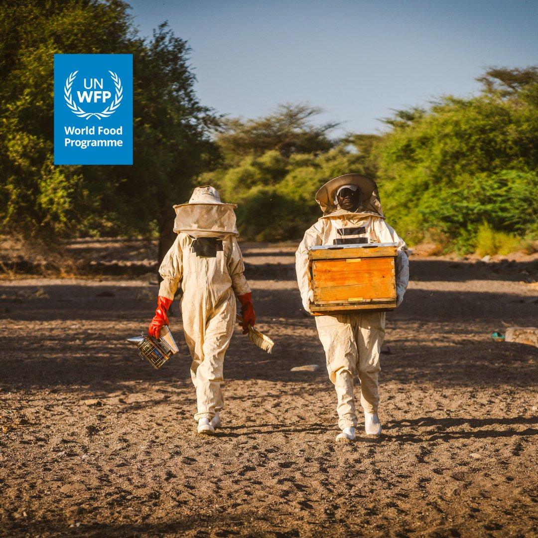 WFP_Kenya's tweet image. In Kenya, communities are turning to beekeeping to diversify livelihoods 💸 and fight hunger.
With support from @MZEZ_RS, @WFP is providing🐝beekeepers with training and equipment, boosting honey production so families can buy food, send their children to school, and invest in…
