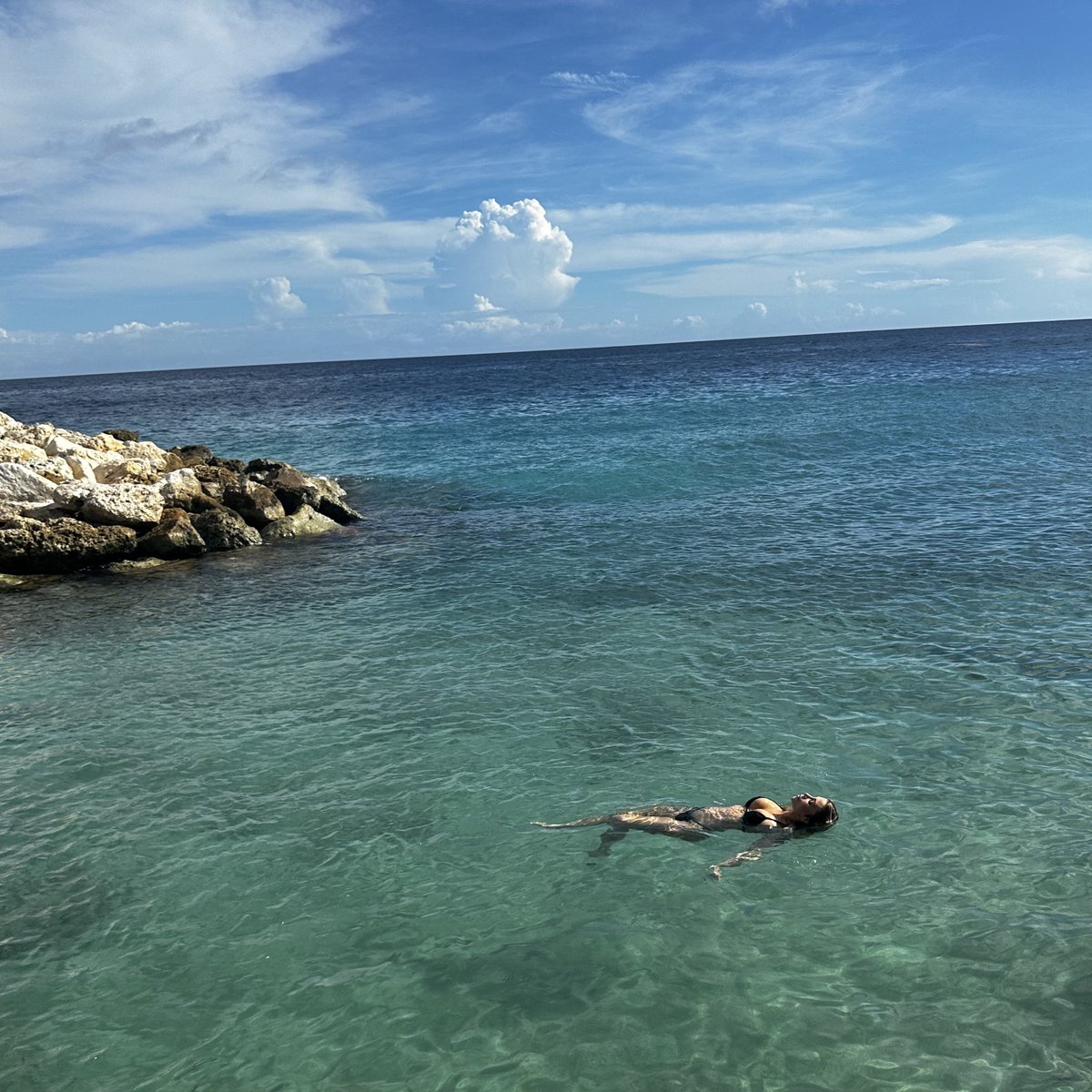 Wallflower tweet media