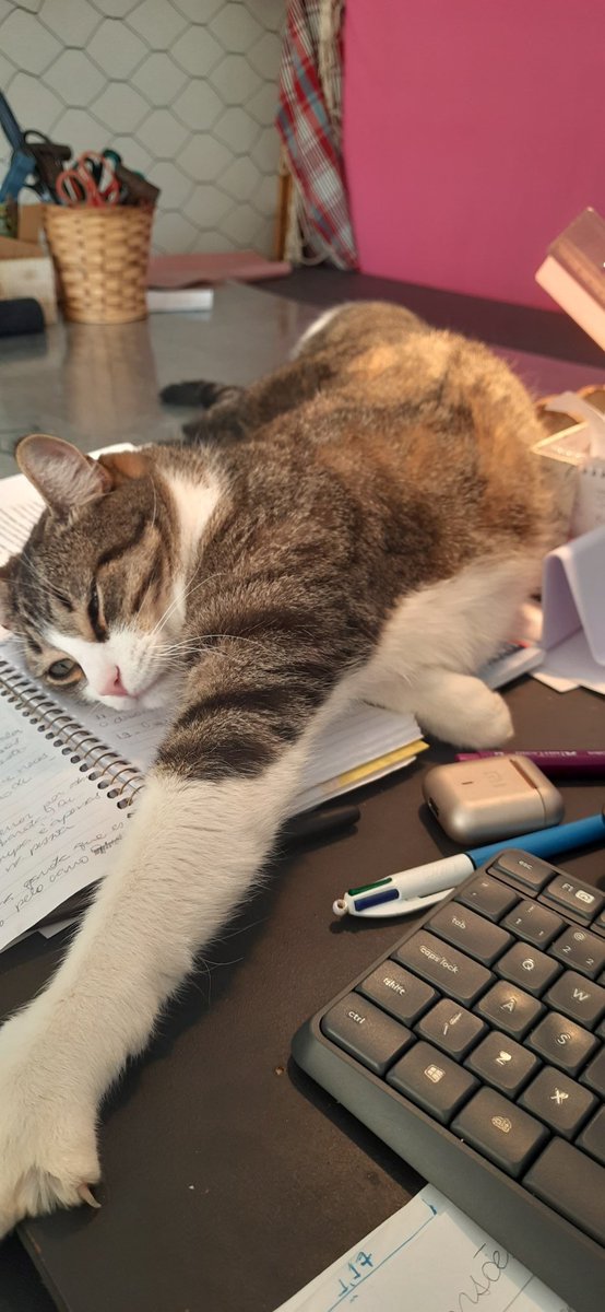 AntunesGizelle's tweet photo. @misteriouspavao Sinto tanto por ter uma rinite absurda e ter passado de herança para minhas filhas! Não podemos deixar os gatinhos dormirem com a gente. Mas eu queria! https://t.co/7keU9SXZ5A