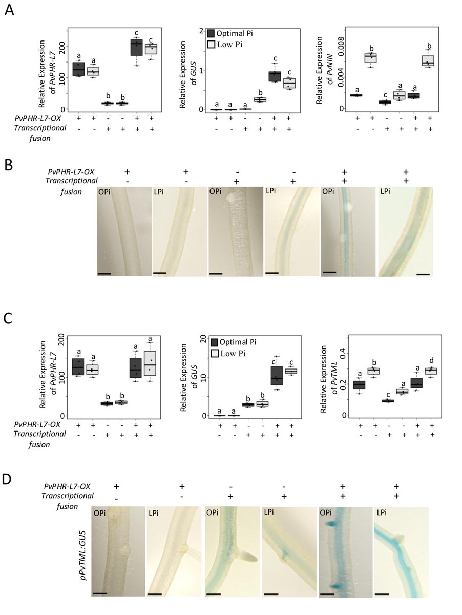 OswaldoValdesl's tweet image. Happy to share the latest manuscript from our lab in collaboration with @IamJawaharSingh, @MCaro_IArellano, and @JeanMichelAne
Phosphate deficiency reduces nodule formation through a Phosphate Starvation Response -Like protein in Phaseolus vulgaris academic.oup.com/pcp/article/do…