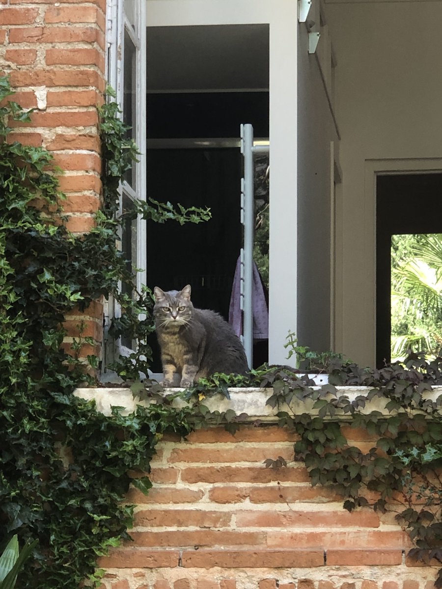 A few months ago, the team asked if we could have a cat at the studio. After a few discussions, we eventually adopted this lady!
Please meet Bouddha. When she's not sunbathing in the patio, her main past time is to climb on the shoulders of her favorite humans. We love her. 😸
