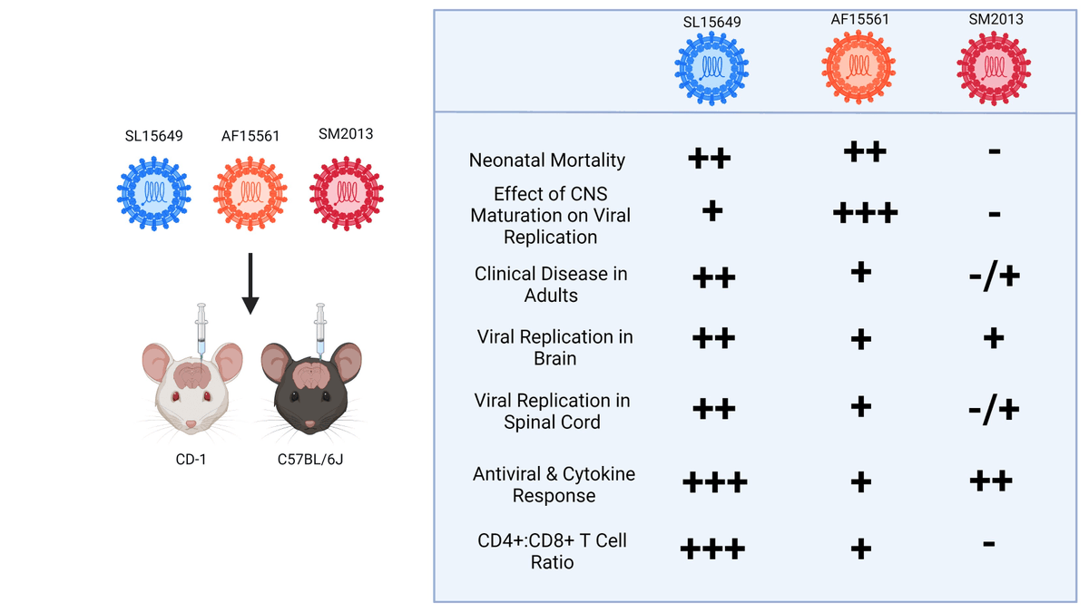 VirusesMDPI's tweet photo. 🐁Effect of Viral  Strain and Host Age on Clinical Disease and Viral Replication in  Immunocompetent Mouse Models of Chikungunya Encephalomyelitis

✍️by Anderson et al. 

👉https://t.co/MqrUywMZpG
#Chikungunya #alphavirus #mousemodel https://t.co/GxhCG1r7Cz