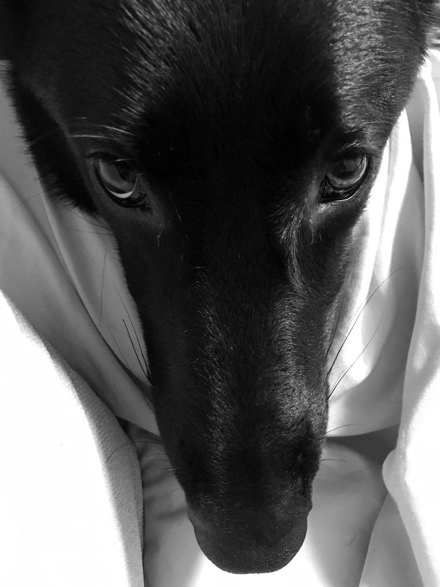 NE23HS's tweet image. すっごく大人しく歩いてくれた気がする。こういう時に成長を感じられる。
先週末見事にハーフチョーク壊れたのでチェーンにする良い機会かな

手術まで残２日

#311day
#10ヶ月7日