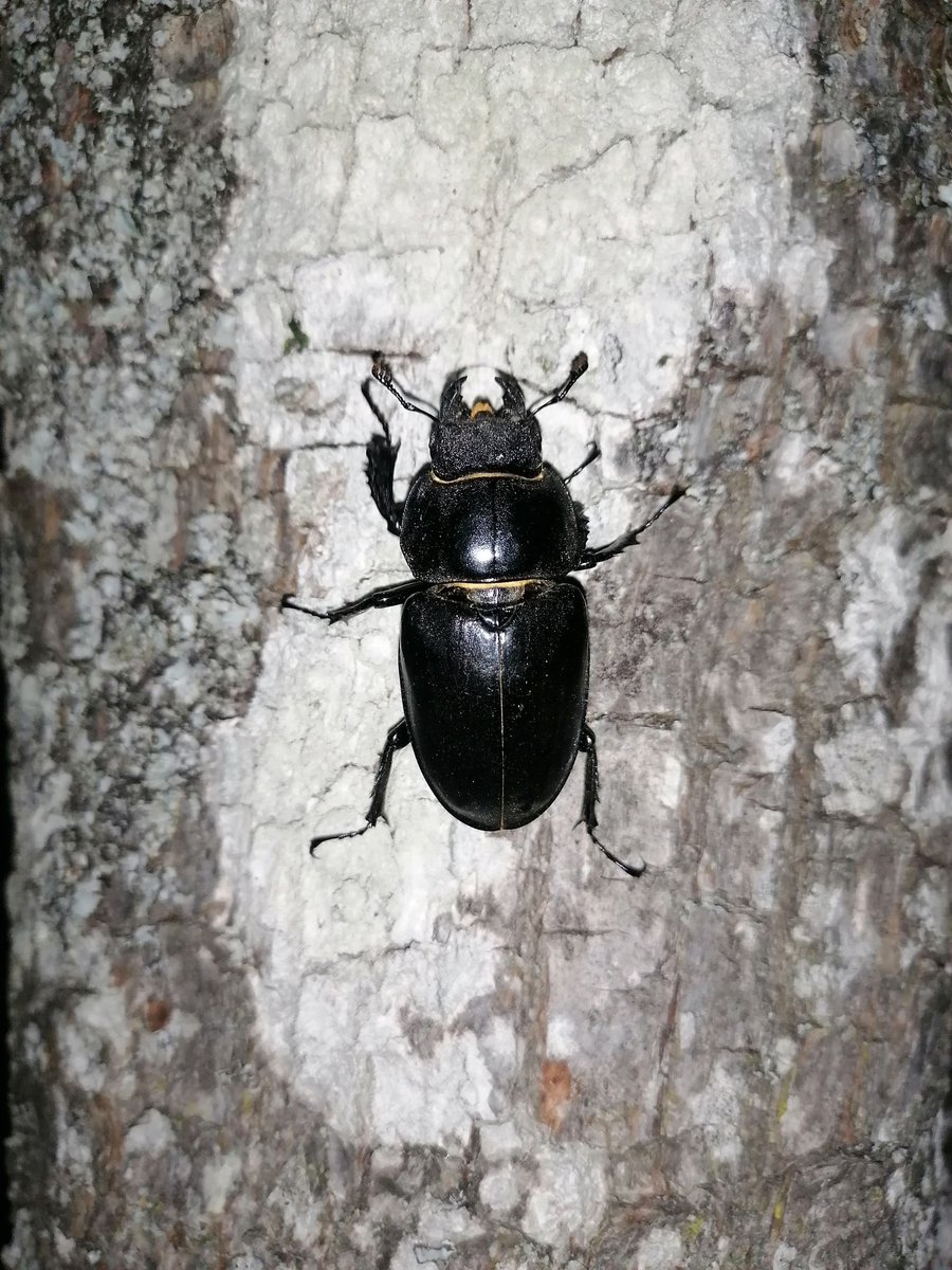 Onte tiven visita da Carmiña vacaloura
