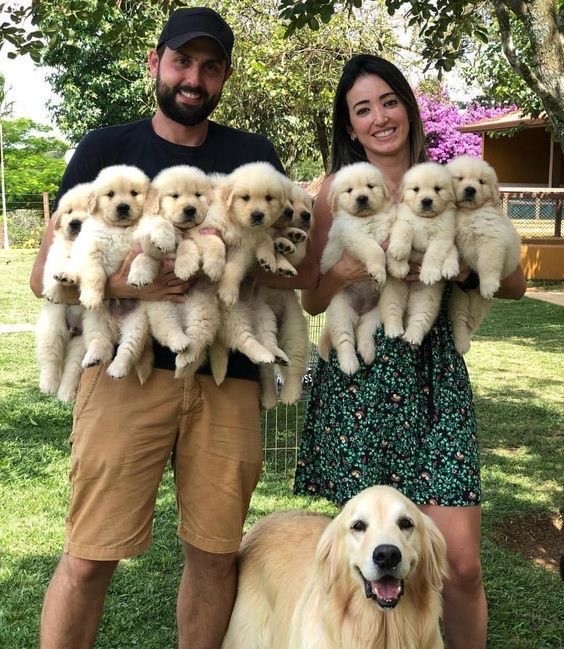 Puppies 🐶 tweet media