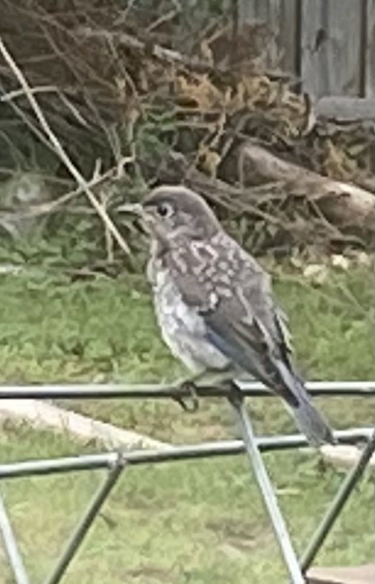 lukeevanwebster's tweet image. I did this for you ⁦@TLEbirdarchist⁩ I hope you like it.