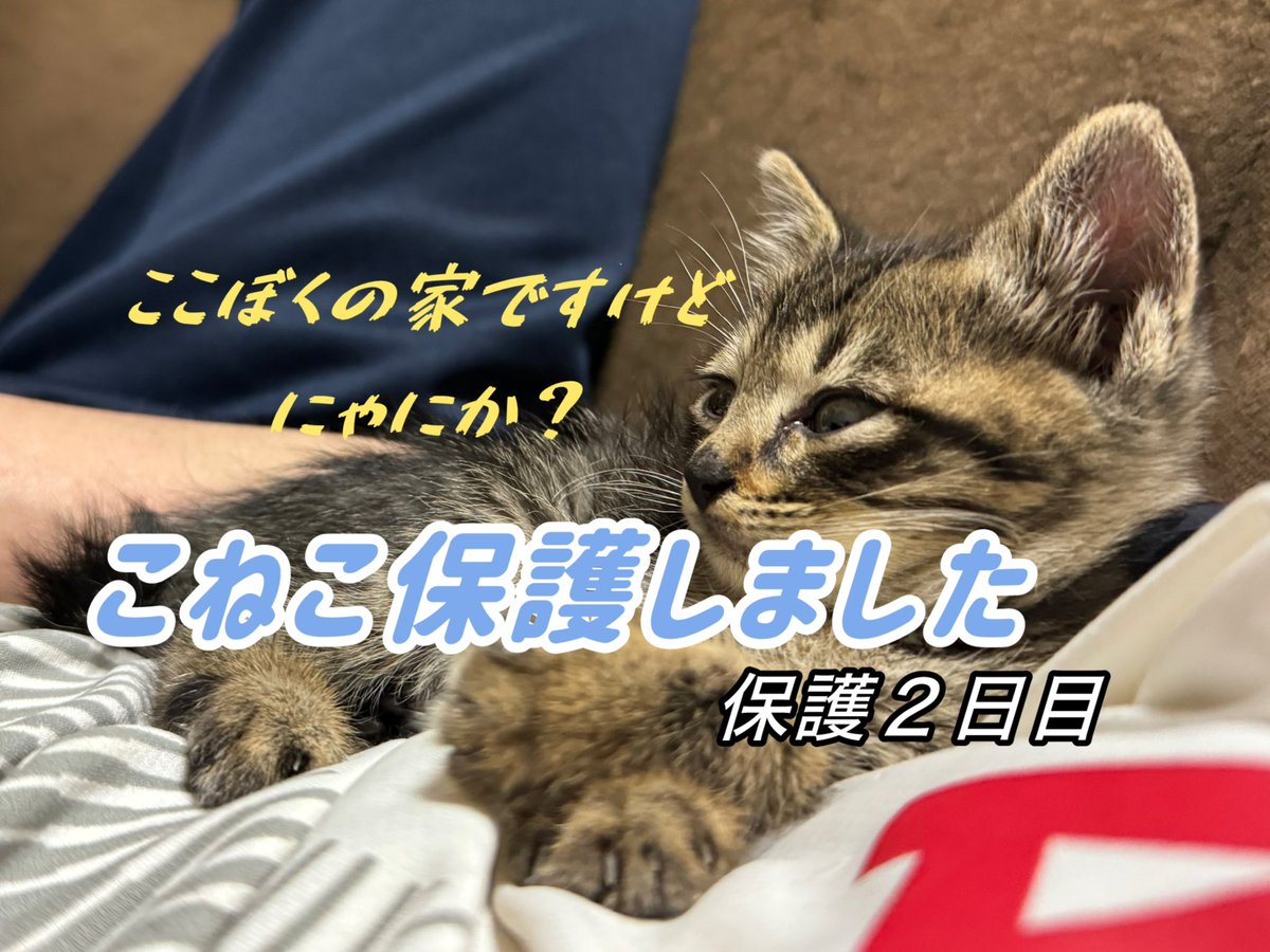 仔猫を保護した時の動画です😸
#仔猫保護 #こねこかわいい #キジトラ仔猫 #ねこのいる幸せ #猫好きさんみてね 【仔猫保護２日目】キジトラ仔猫慣れはじめた youtu.be/VQvDVv9tZHo?si… <a href="/YouTube/">YouTube</a>より