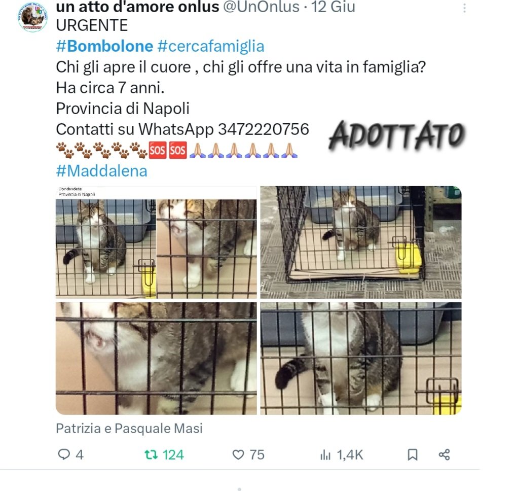 unonlus's tweet image. #Bombolone  #adottato ❤️❤️❤️❤️❤️❤️❤️❤️❤️❤️❤️❤️
