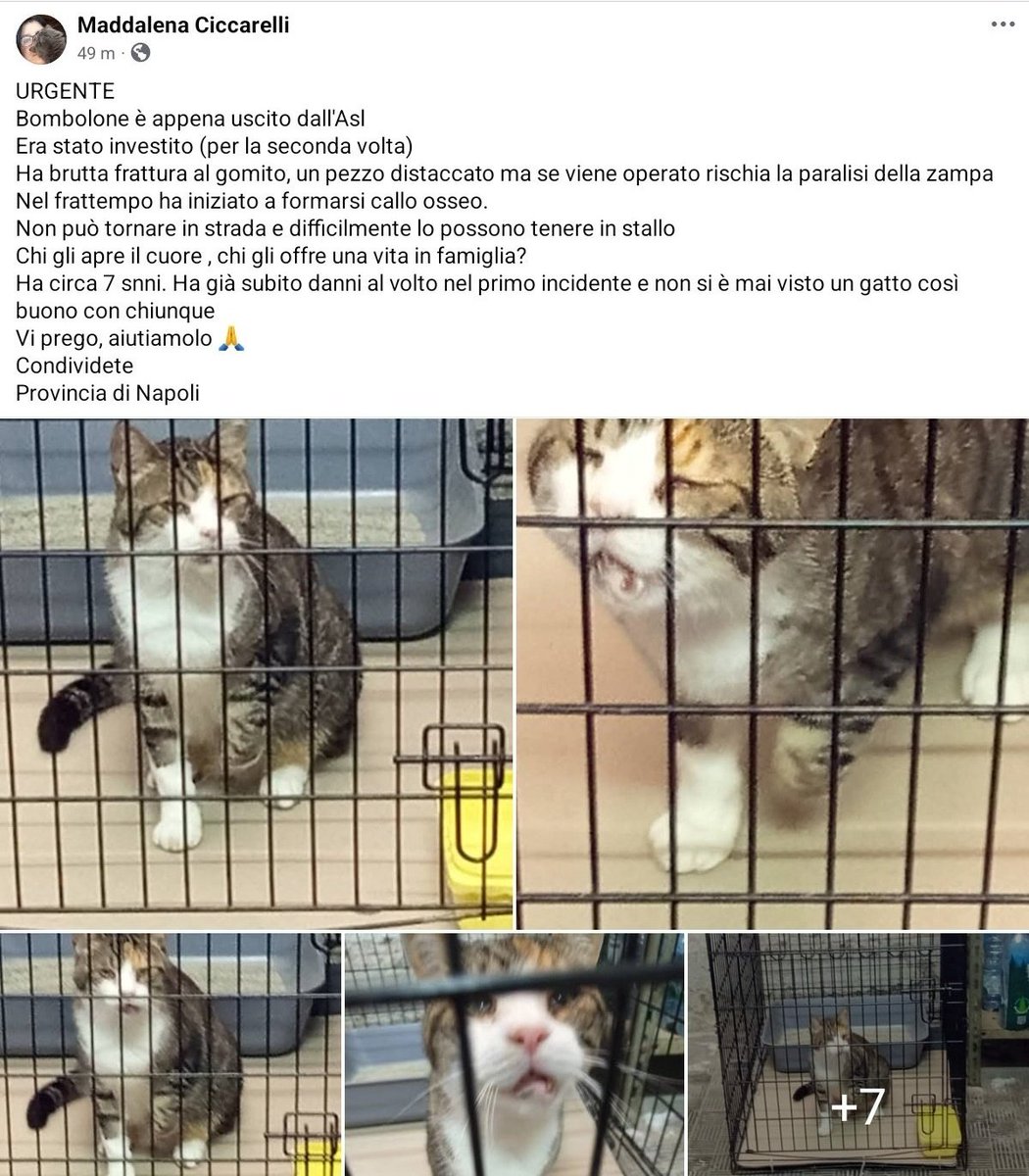 unonlus's tweet image. #Bombolone  #adottato ❤️❤️❤️❤️❤️❤️❤️❤️❤️❤️❤️❤️