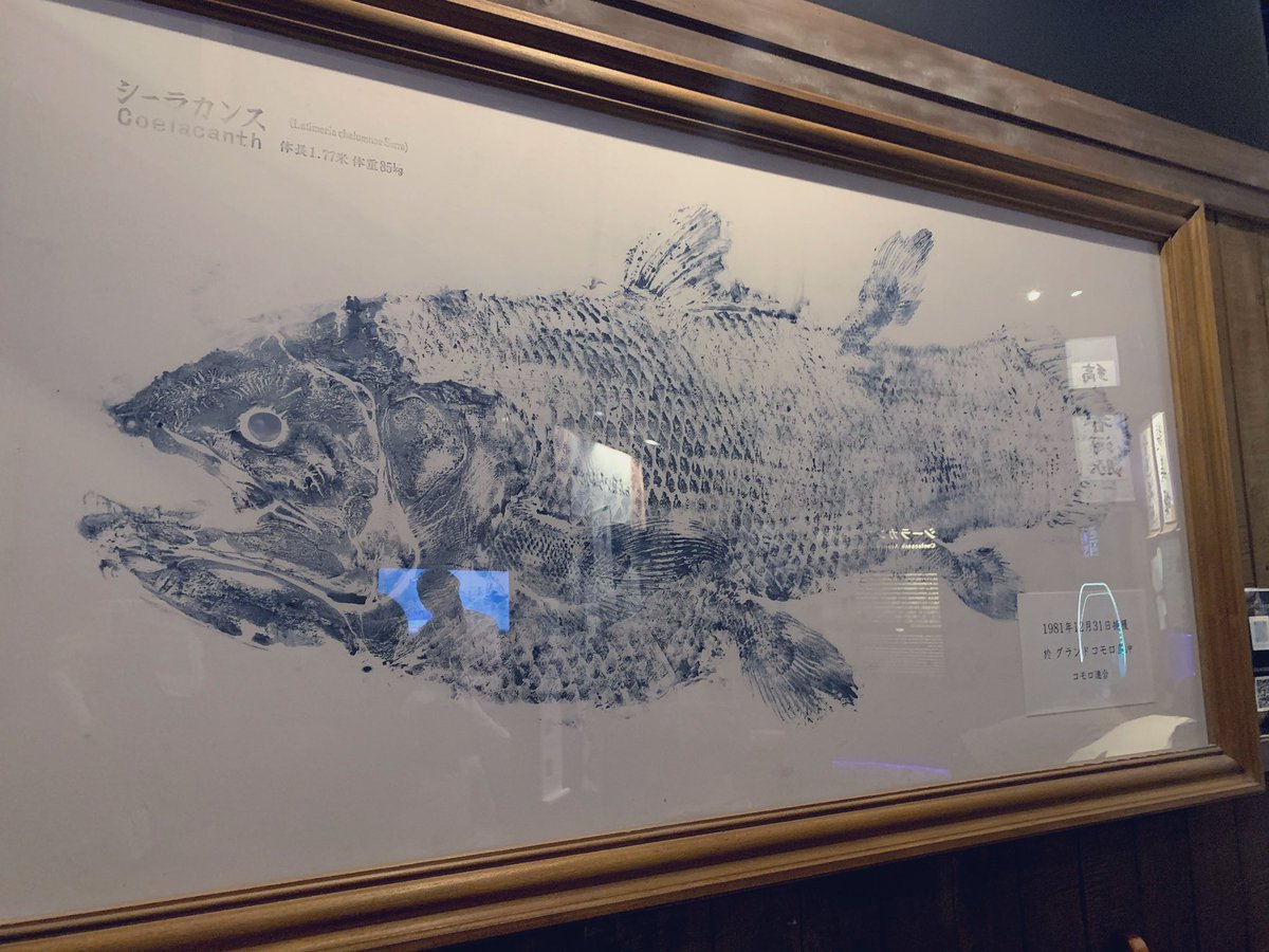 SW_rnd's tweet photo. 冷凍標本もだけど魚拓がかわいくてすきなんだよなぁ
あと透明標本がズラっと並んでてめっちゃ良い🥰💕 https://t.co/WflG4fffs6