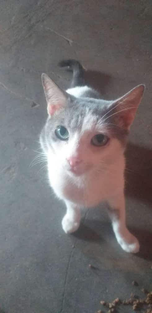 joseluiec's tweet photo. Te voy extrañar mucho #michu #🐈 https://t.co/YTSqKrlLuy