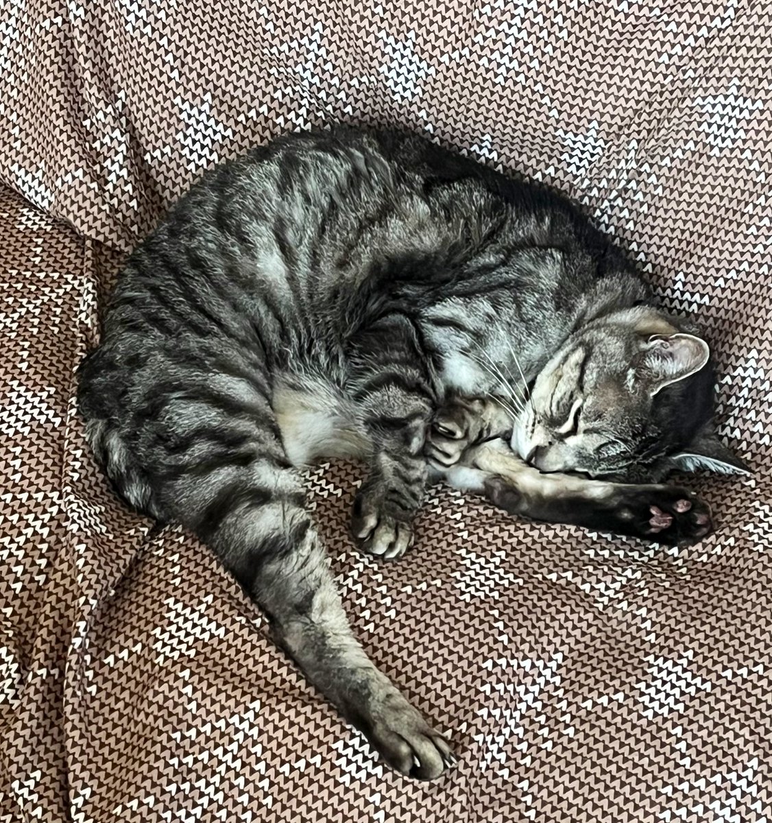 かわいい猫でも見てもらうとするか…