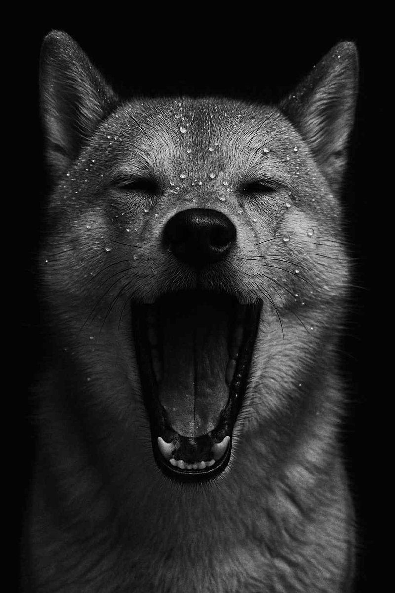 NGordopaw's tweet photo. My owners decided to take a picture of me: #shiba pictures use it in you phone wallpaper you can contribute by getting  some $GPAW
 https://t.co/il9Yv5y6GF https://t.co/6olpWkJwpm