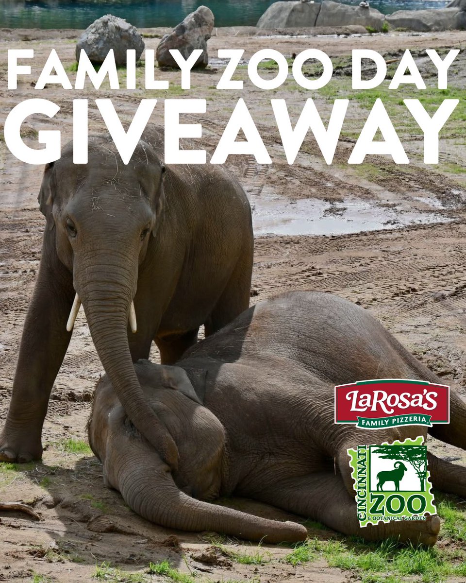 LaRosa's Pizzeria (@larosaspizza) on Twitter photo Have you seen the elephants yet this summer? ๐ ๐ Reply with your favorite <a href="/CincinnatiZoo/">Cincinnati Zoo</a> memory to enter for a chance to win a Zoo Family Fun Pack! One lucky winner will receive 4 admission tickets, 4 unlimited ride passes for Train and Carousel, and 1 Free Parking Pass ($150 Have you seen the elephants yet this summer? ๐ ๐ Reply with your favorite <a href="/CincinnatiZoo/">Cincinnati Zoo</a> memory to enter for a chance to win a Zoo Family Fun Pack! One lucky winner will receive 4 admission tickets, 4 unlimited ride passes for Train and Carousel, and 1 Free Parking Pass ($150