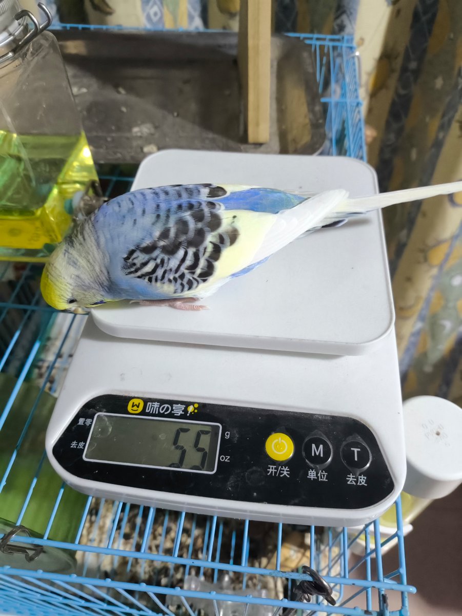 LightB96672536's tweet image. 卧槽55g了😨
必须减肥了