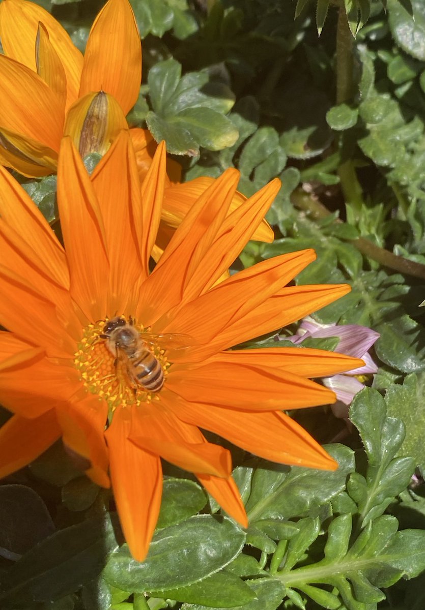 Happy Thursday from the bees 🐝 and Ganzanias. #flowers #gardening