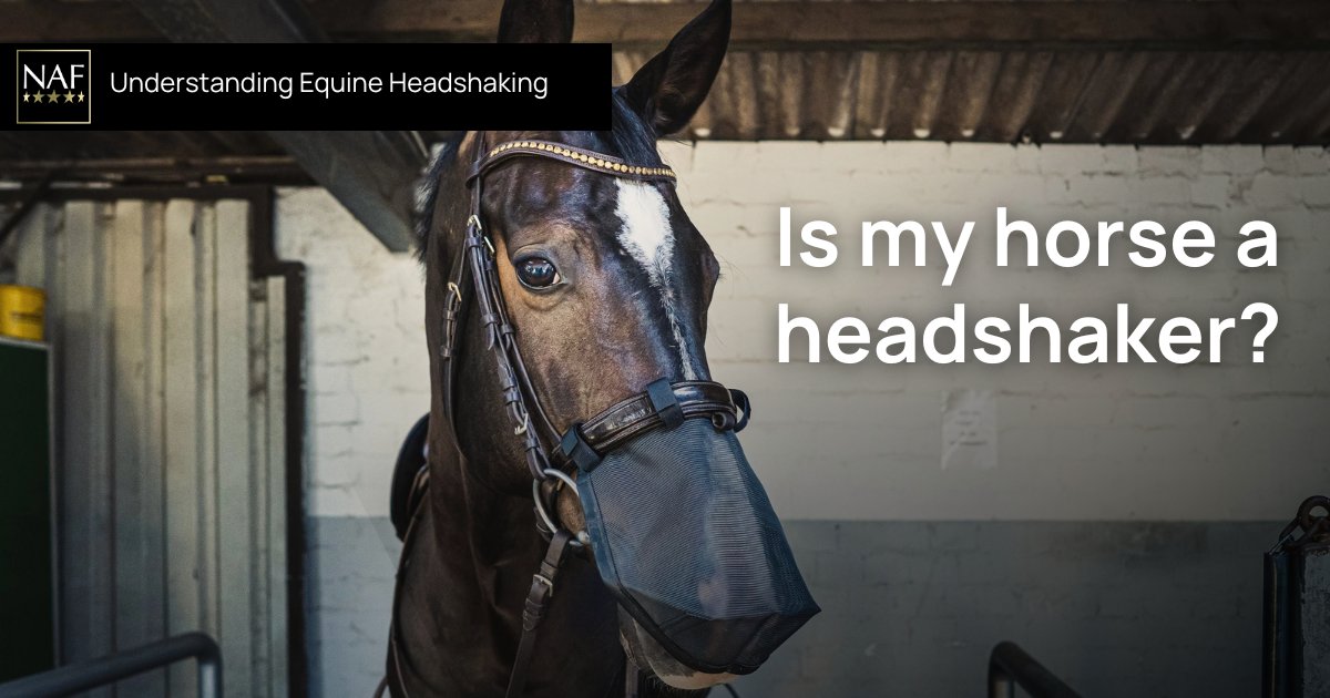 Headshaking is a condition where horses display repeated, reflex movements of the head and neck.

As a condition, equine headshaking has been reported as being present in 4.6% of the owned horse population in the UK.

Find out more: nafequine.com/blogs/horse-ca…
