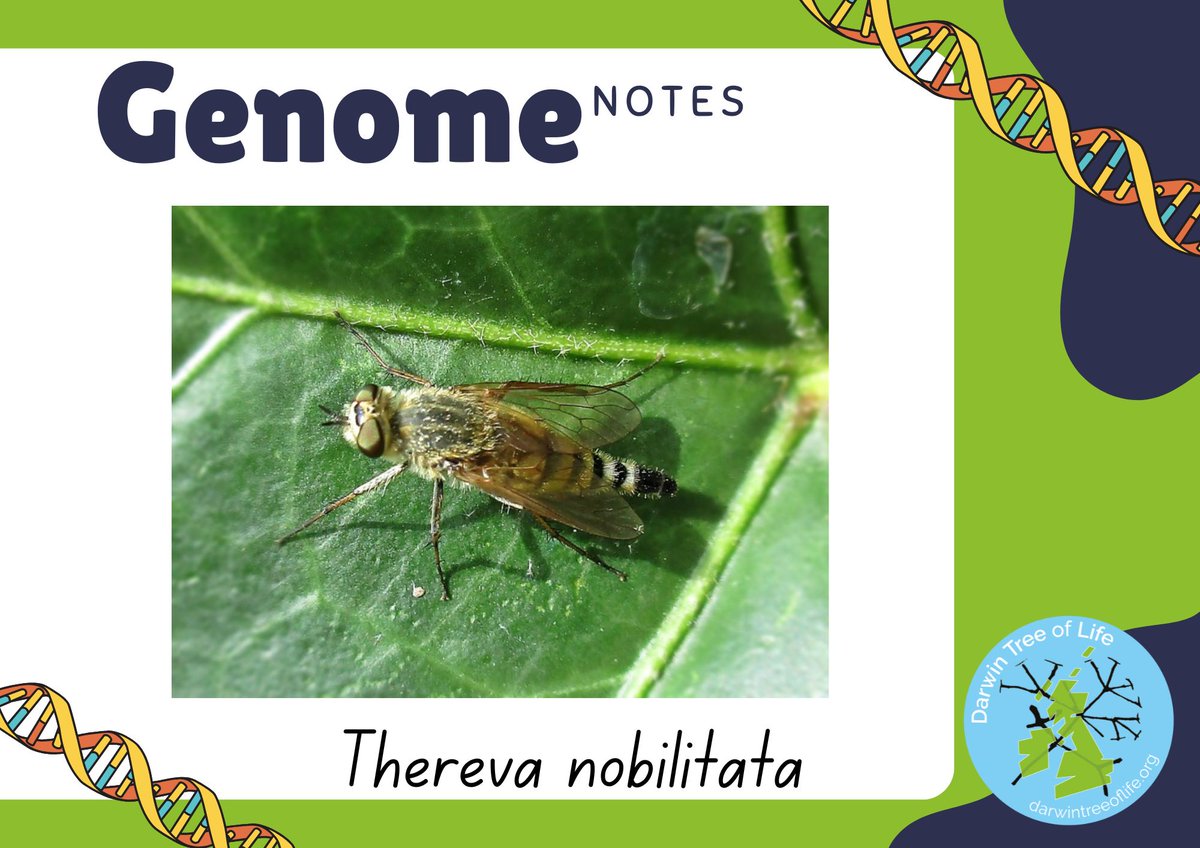 Have you ever heard of a Stiletto Fly? 👠

🪰 James McCulloch and colleagues have published the genome of the common stiletto fly, Thereva nobilitata. 

Delve into DNA this #InsectWeek to learn more ⤵️
wellcomeopenresearch.org/articles/10-183

📸Bj.schoenmakers/Wikimedia Commons