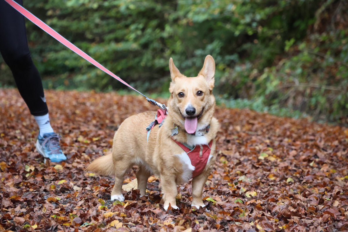 hiphiphooray4me's tweet photo. Hi Roger! Can I take Ale for a walk? I have a corgi friend for him. I’m sure they’ll get along. 

I’ll cry if you say no🥹

 #CheerswithRoger https://t.co/OV0MfHUjlw