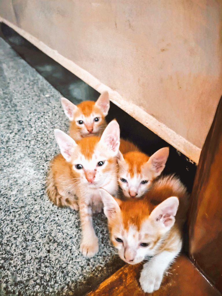 Ranjani (tharkuri@mastodon.social | sigh!) (@_tharkuri) on Twitter photo Adopt these absolute lovelies, Chennai folks. They’re three weeks old and would love you dearly, I promise. Adopt these absolute lovelies, Chennai folks. They’re three weeks old and would love you dearly, I promise.