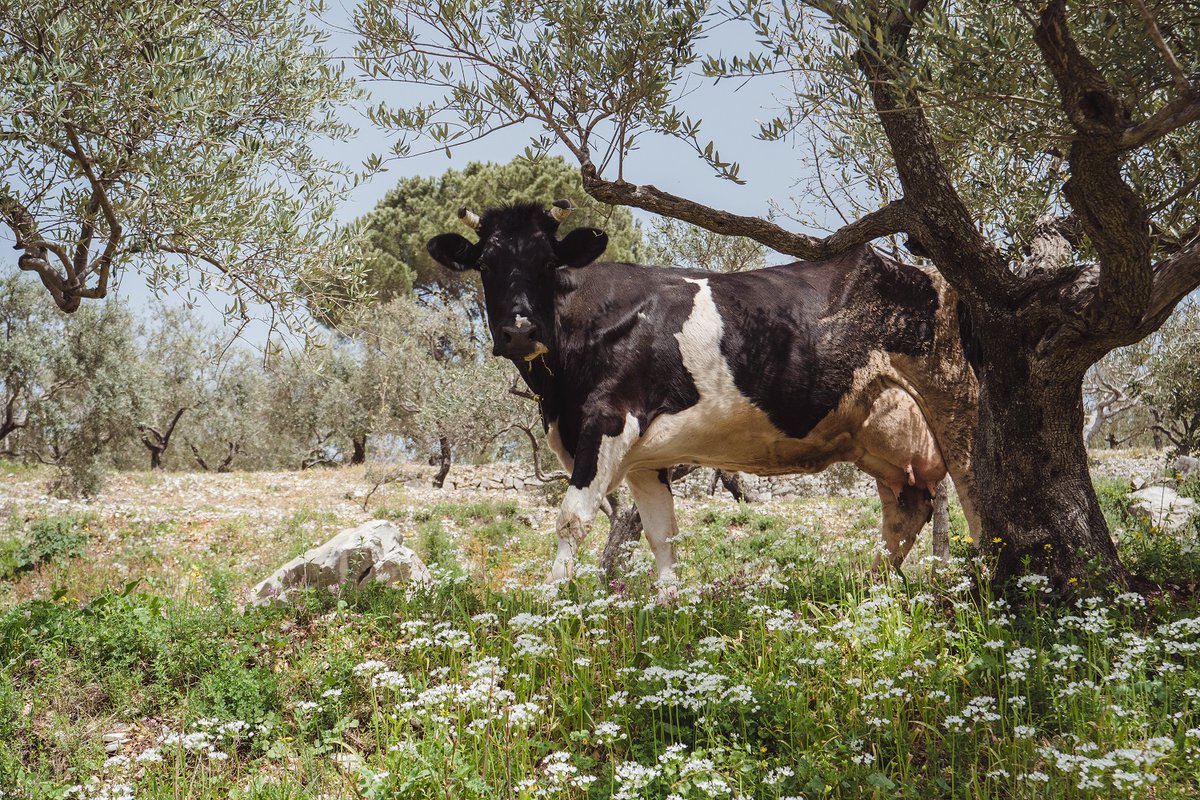 FAOLebanon's tweet image. 🚨Through a grant from Prospects, @MoaLebanon & @FAOLebanon will support 🇱🇧 Dairy Sector to boost productivity in dairy value chain, cut costs&create jobs 🐄
3175 farms will be supported, helping both vulnerable Lebanese & displaced communities across 🇱🇧
🔗shorturl.at/vGtx2