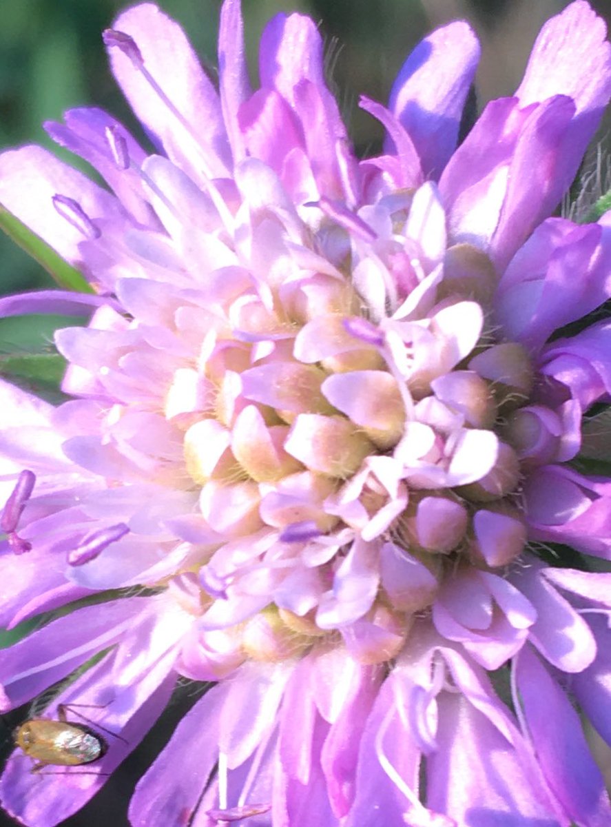 Day 26 #30DaysWild Noticing … up close …