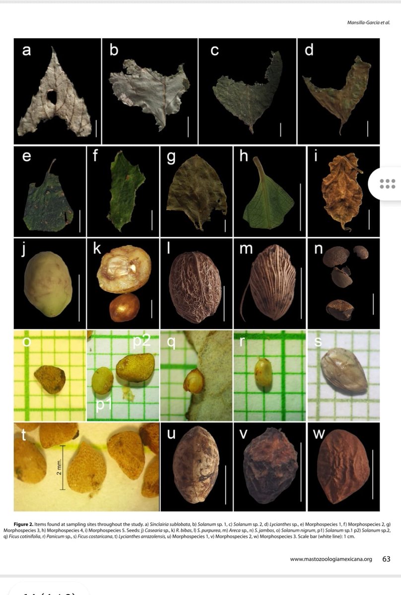 El murciélago Artibeus lituratus (solo conocido por frutas) ¡come hojas! 🌿

📌 Claves:
1.° registro en Guatemala de folivoría
9 especies de hojas identificadas

Incluye Sinclairia sublobata (nueva)
📍 Parque Naciones Unidas